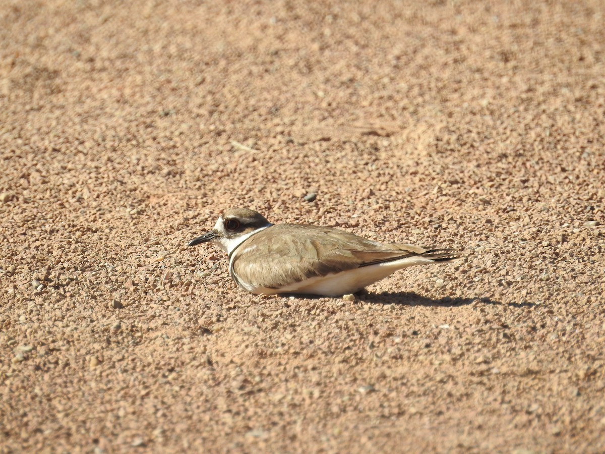 Killdeer - ML620748378