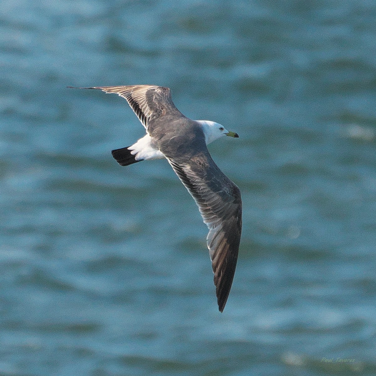 Black-tailed Gull - ML620748379