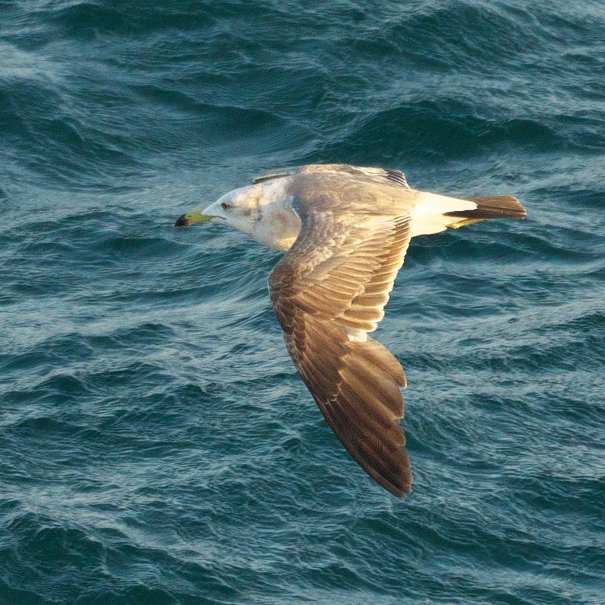 Black-tailed Gull - ML620748381
