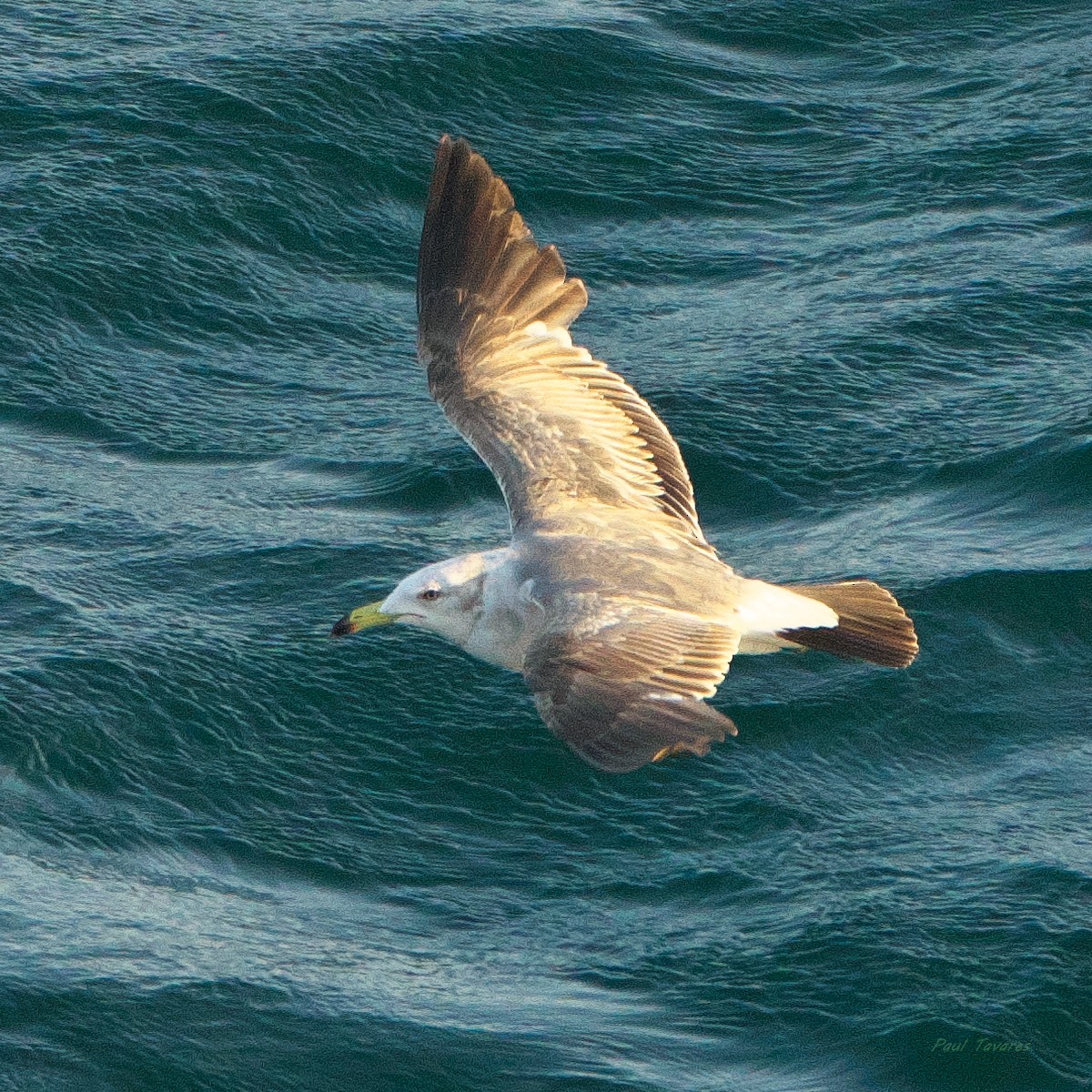 Black-tailed Gull - ML620748382
