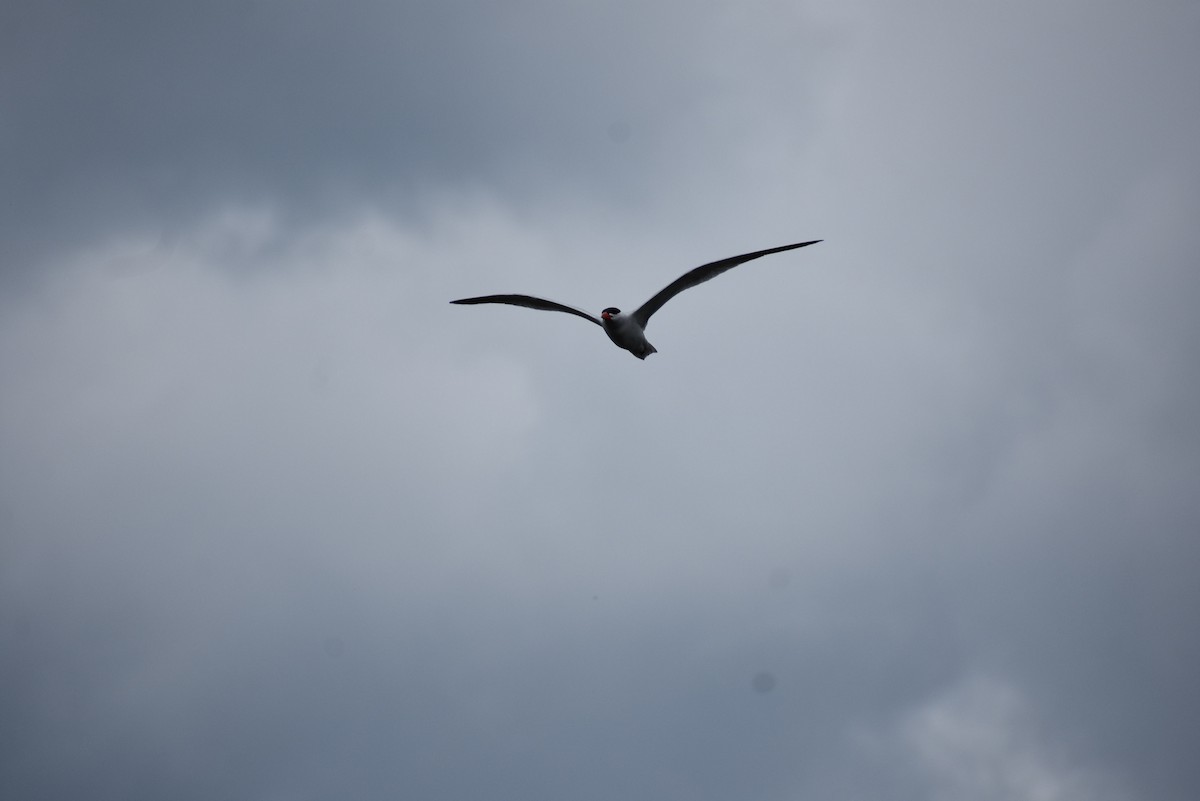 Caspian Tern - ML620748389