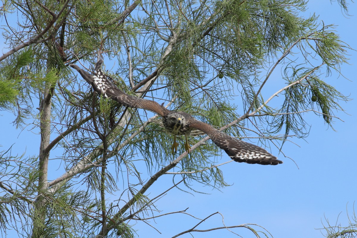 Red-shouldered Hawk (extimus) - ML620748391