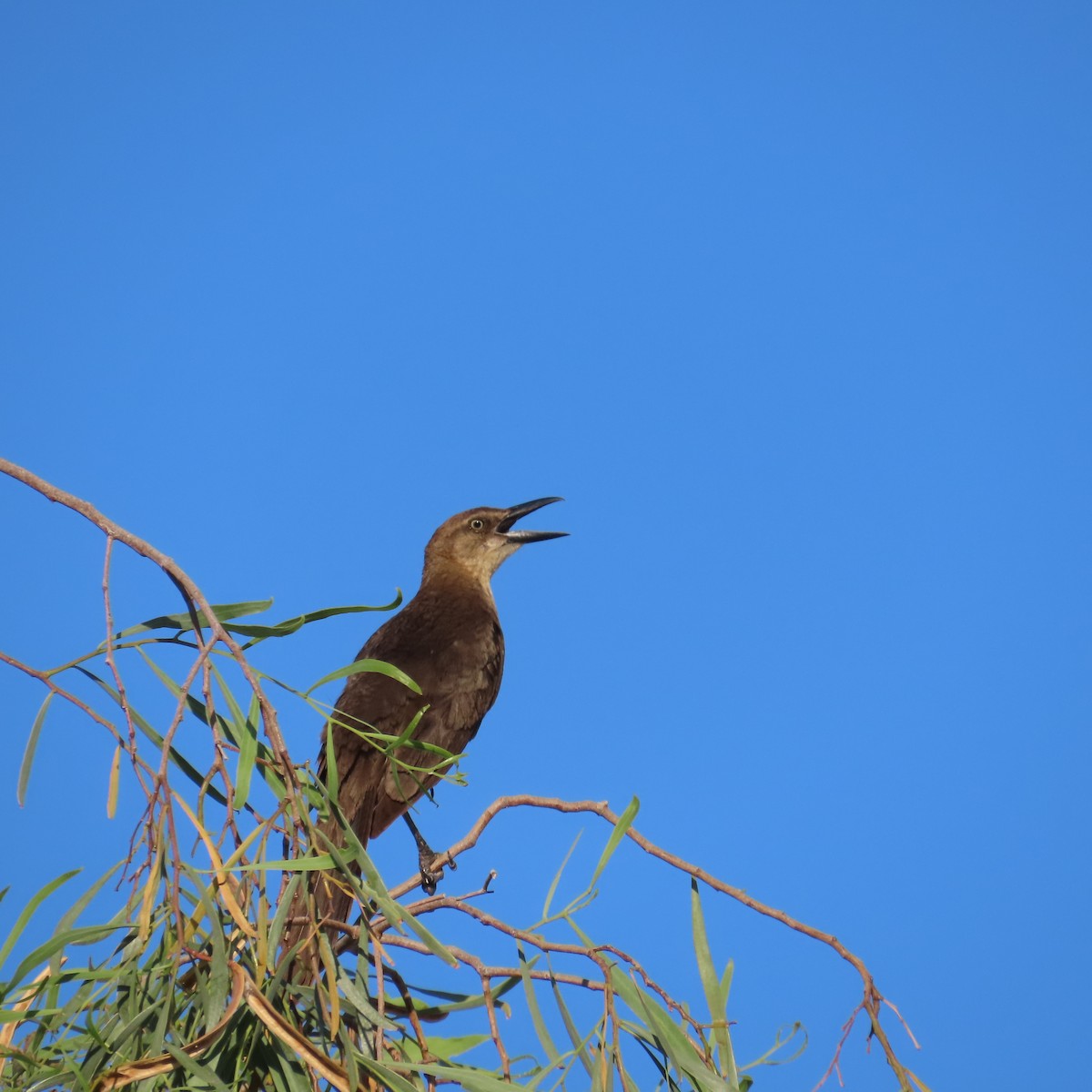 Great-tailed Grackle - ML620748393