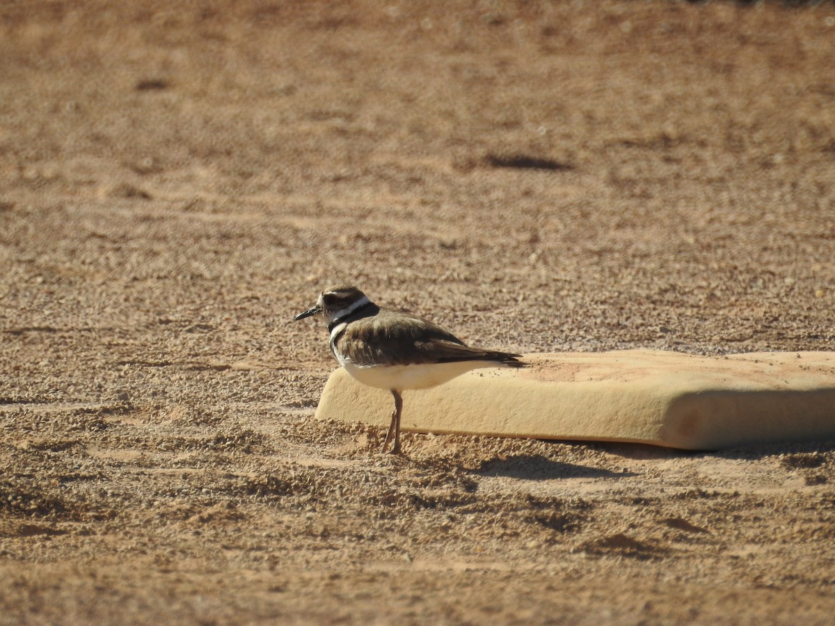 Killdeer - ML620748394