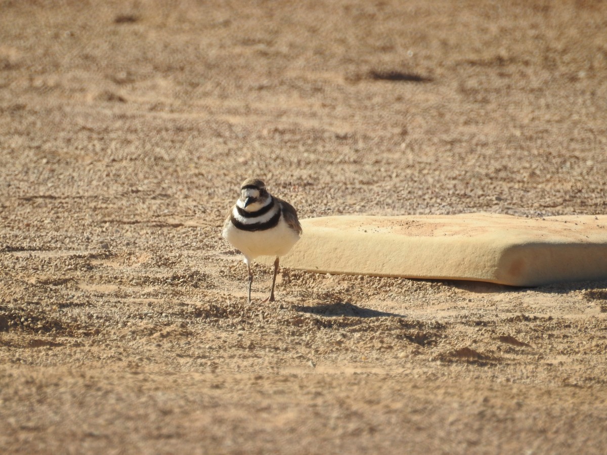 Killdeer - ML620748400