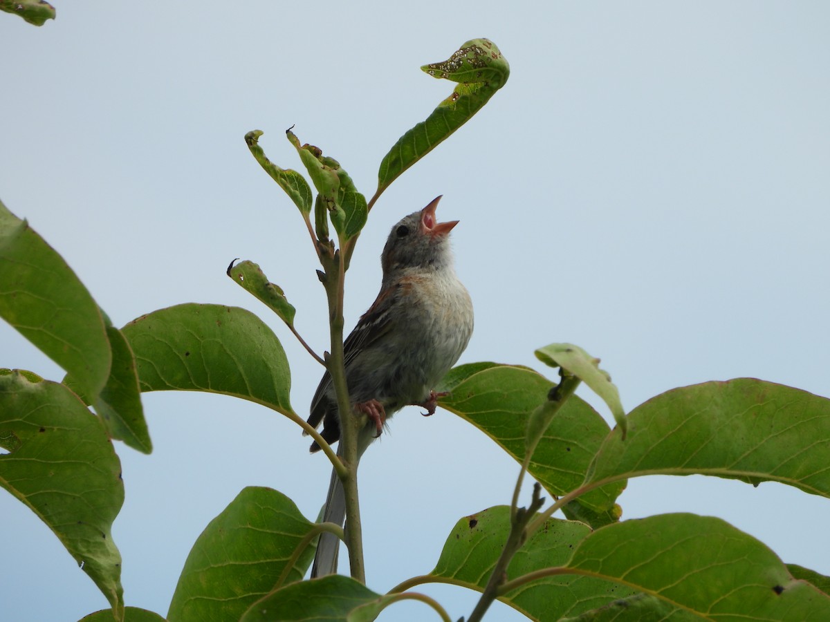 Field Sparrow - ML620748406