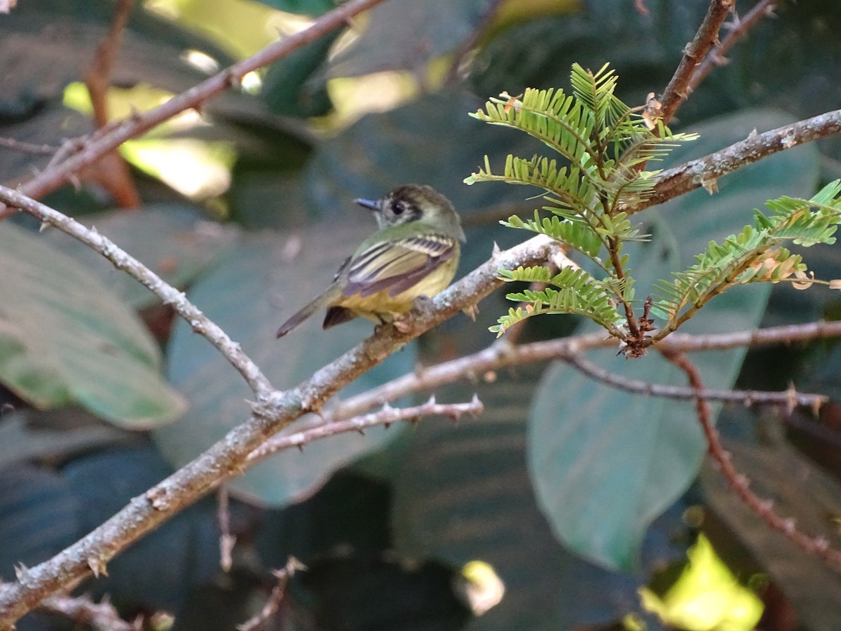 Sepia-capped Flycatcher - ML620748409