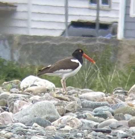 American Oystercatcher - ML620748412