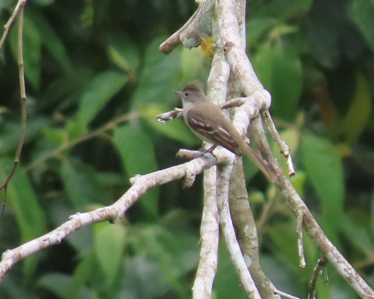 Plain-crested Elaenia - ML620748425