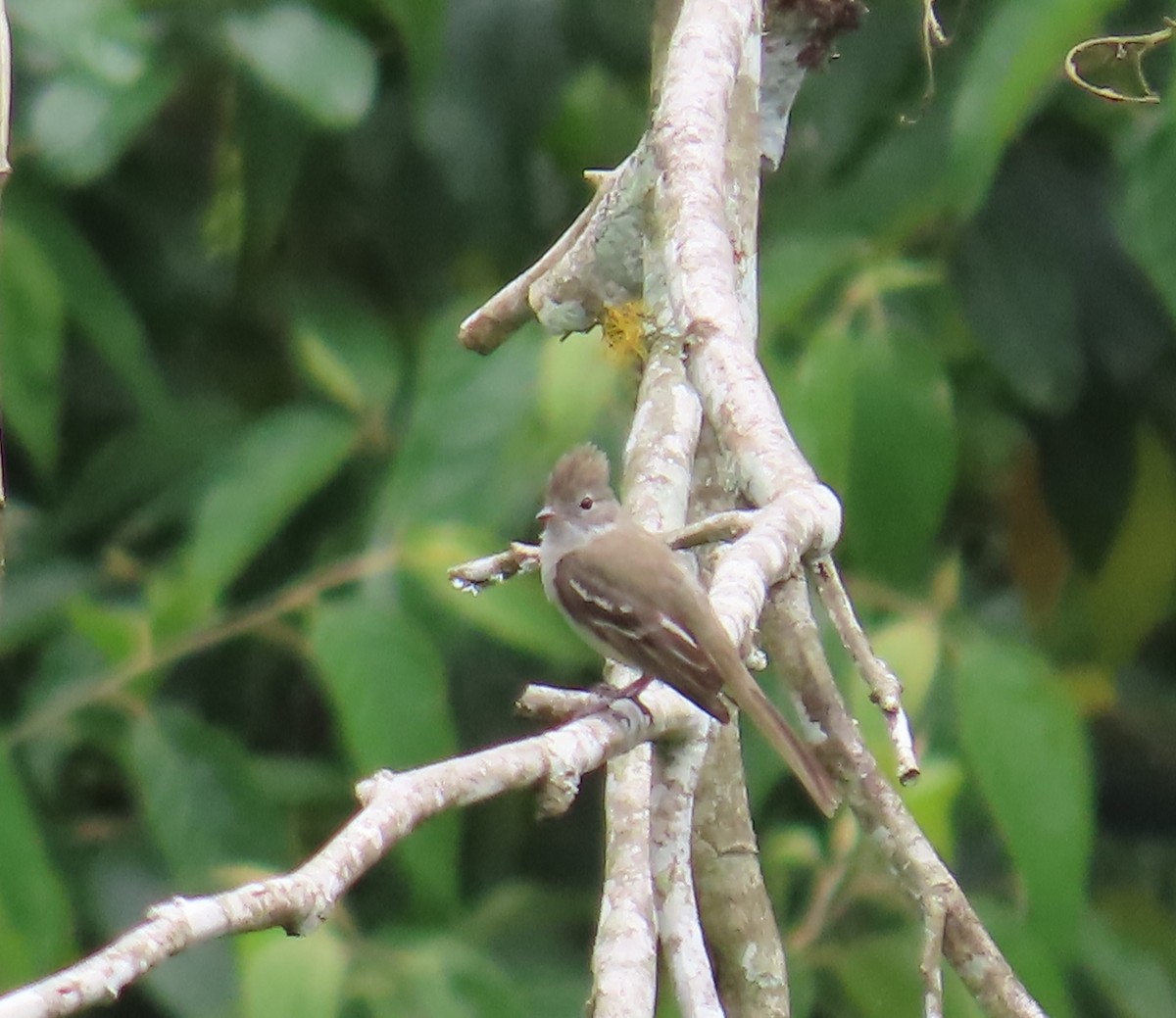 Plain-crested Elaenia - ML620748426