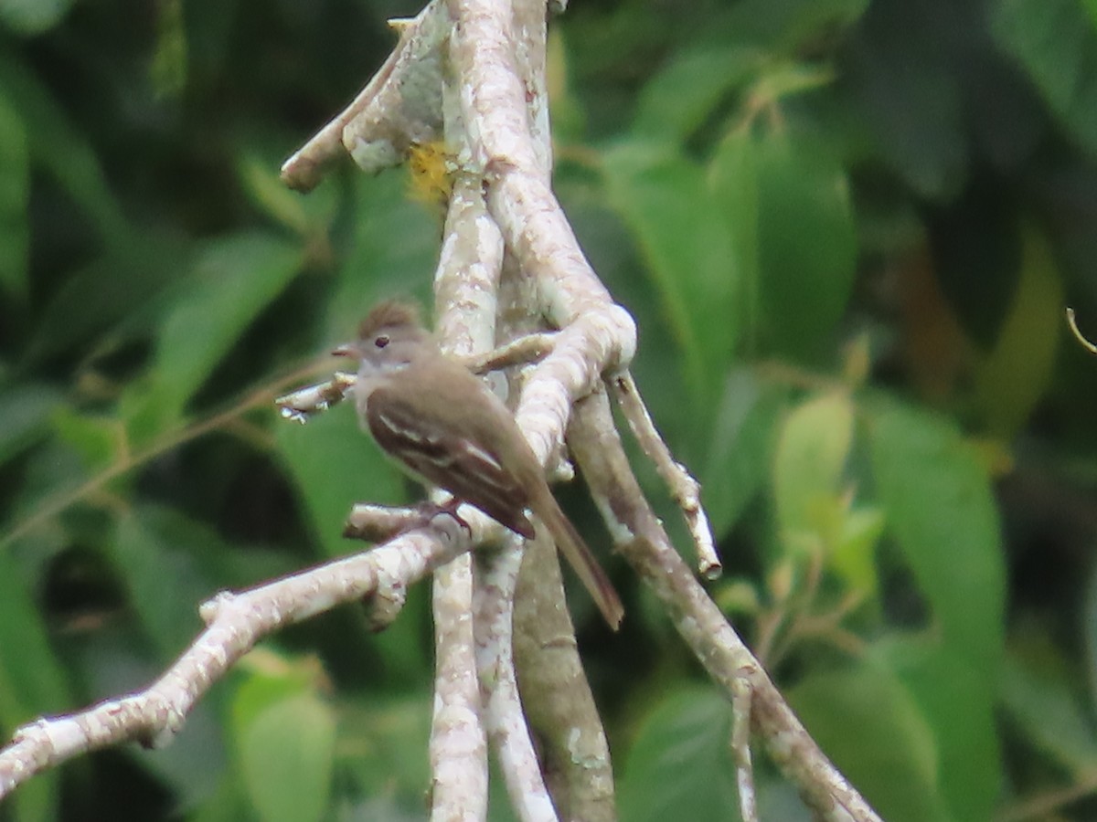 Plain-crested Elaenia - ML620748429