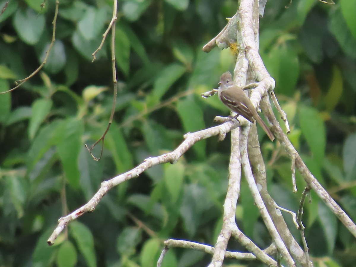 Plain-crested Elaenia - ML620748430