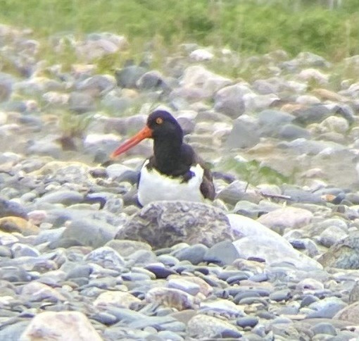 American Oystercatcher - ML620748450