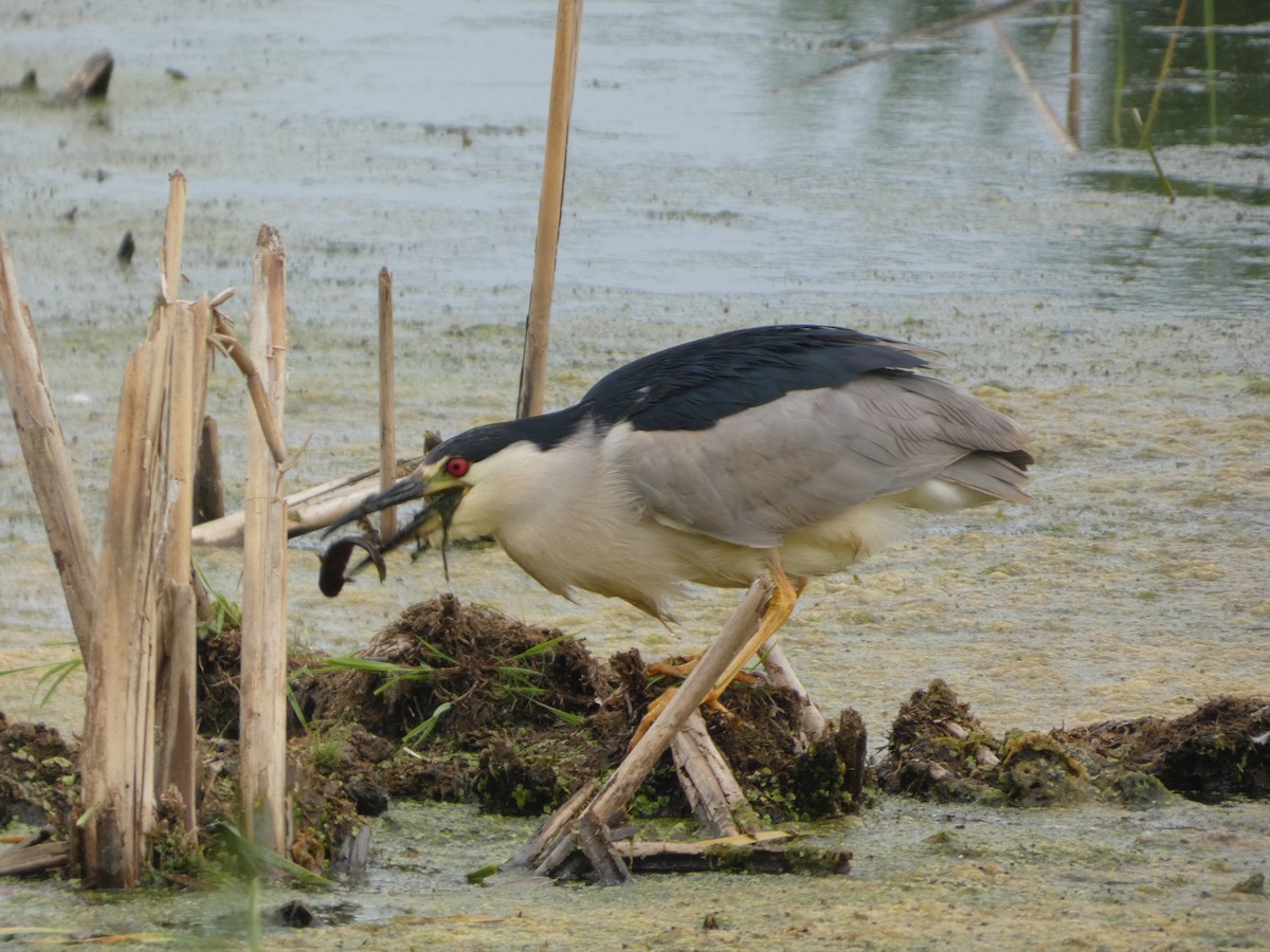 Black-crowned Night Heron - ML620748455