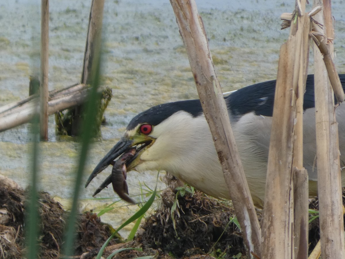 Black-crowned Night Heron - ML620748459