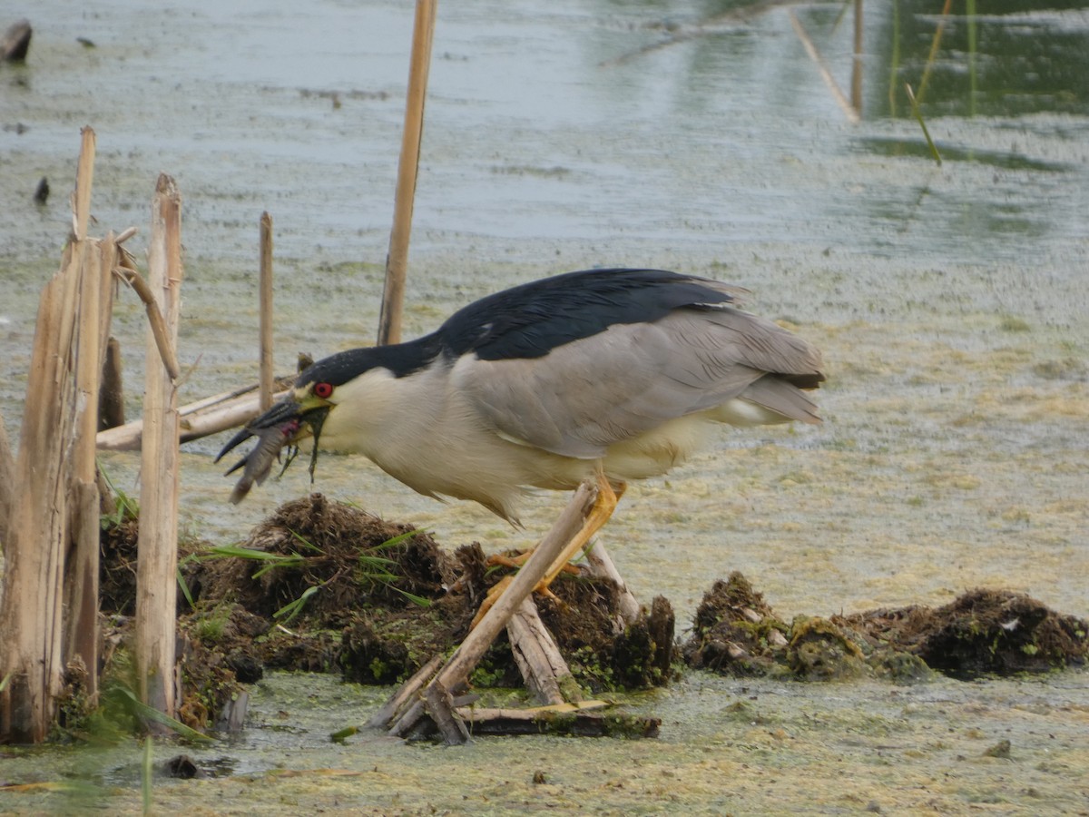 Black-crowned Night Heron - ML620748460