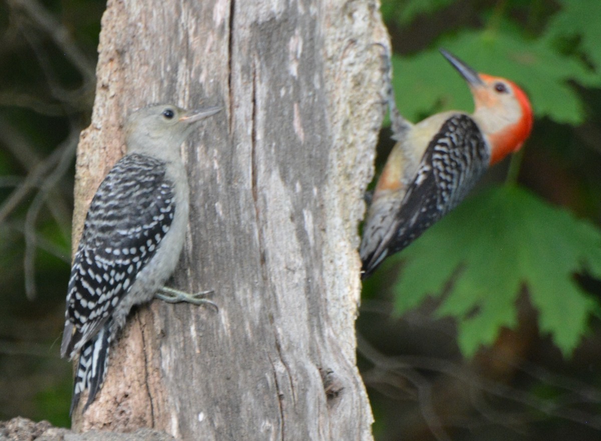 Red-bellied Woodpecker - Micky Komara