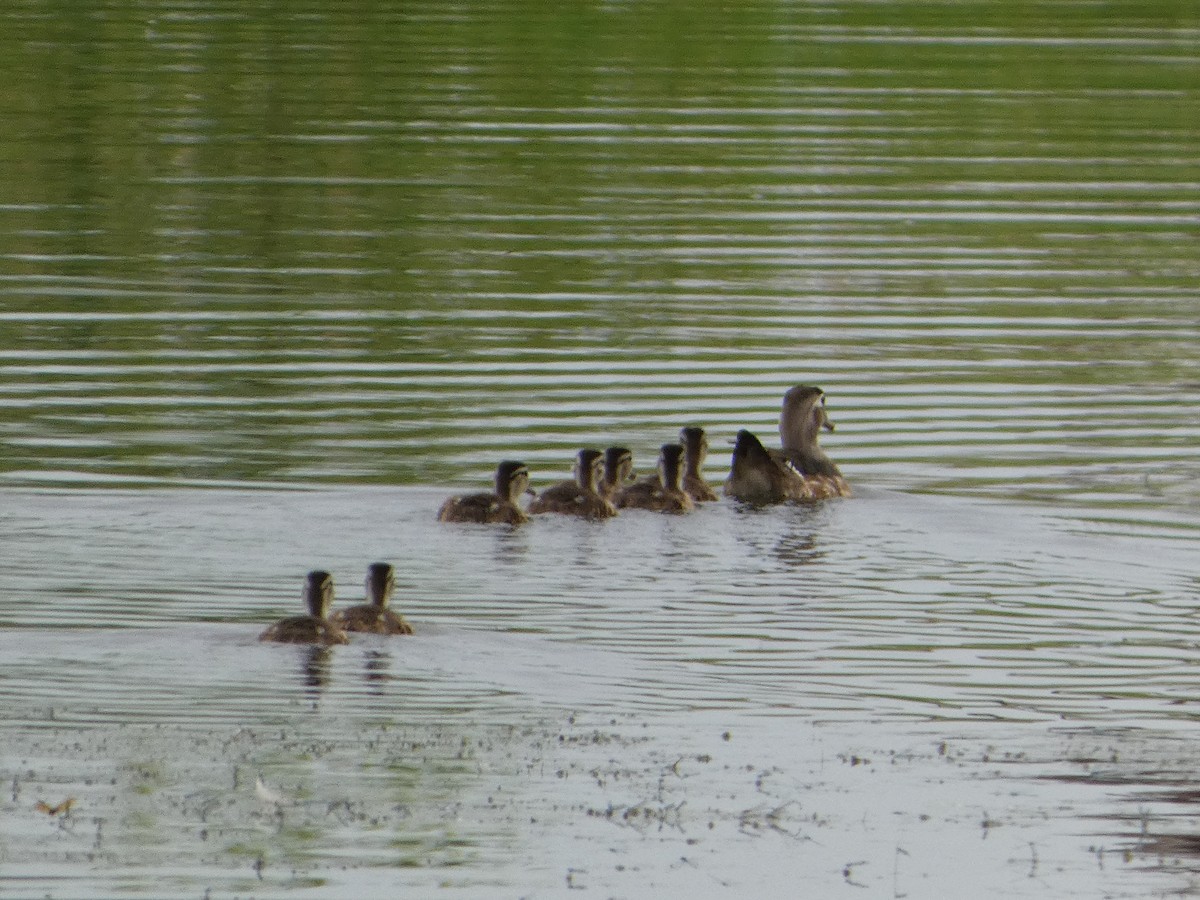 Wood Duck - ML620748479