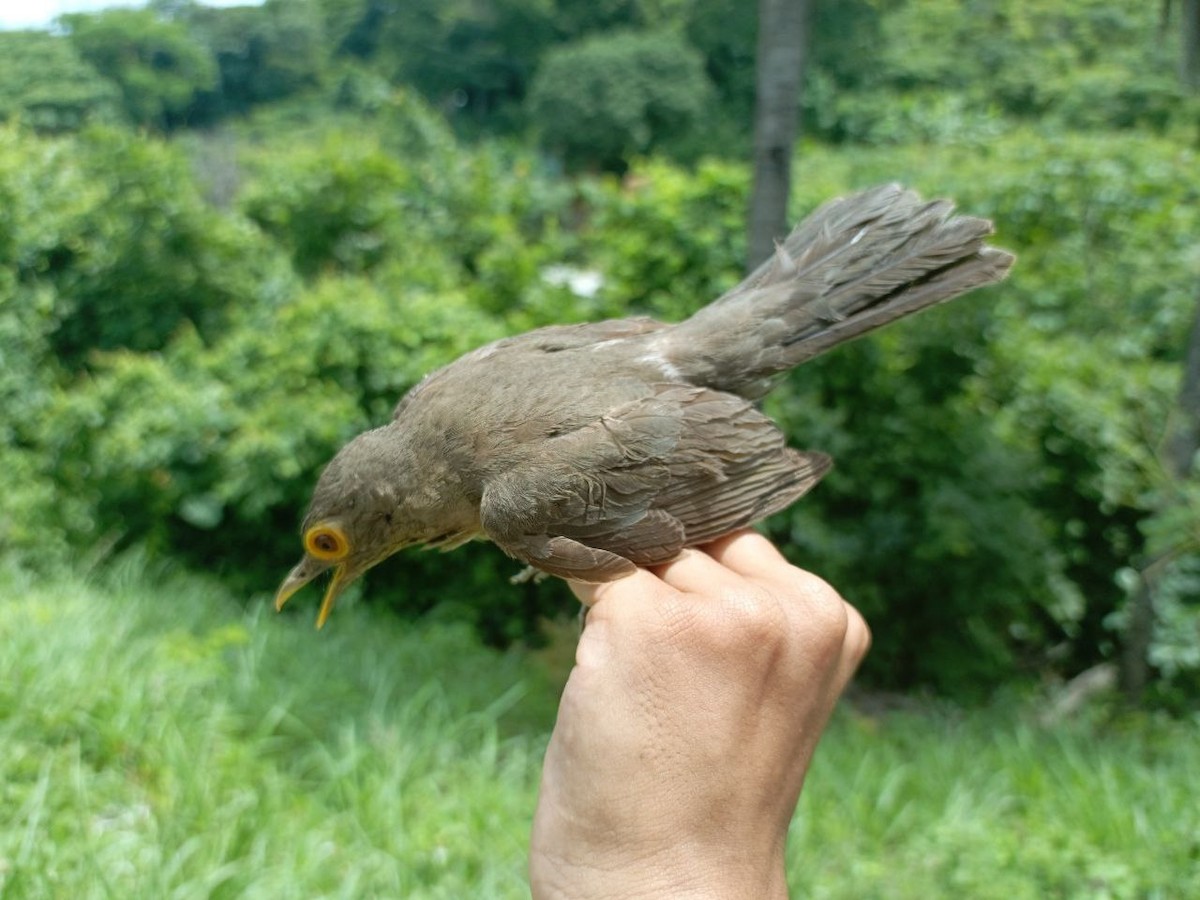 Spectacled Thrush - ML620748483