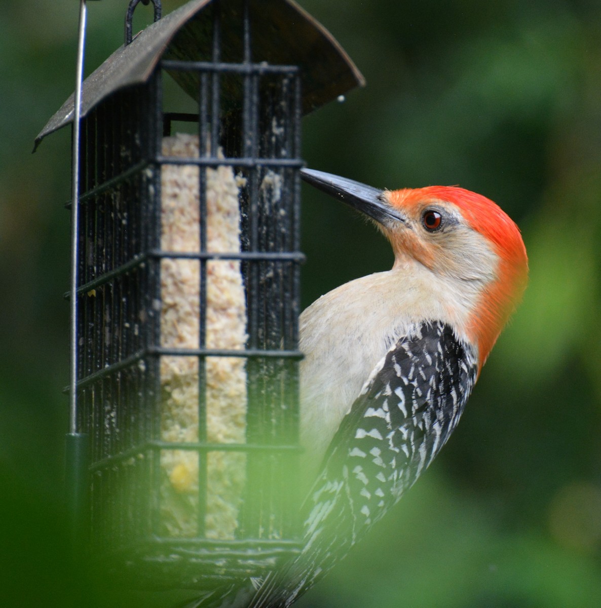 Red-bellied Woodpecker - ML620748485