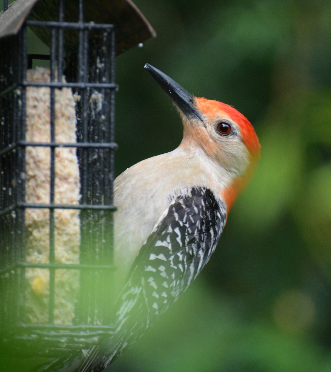 Red-bellied Woodpecker - ML620748489