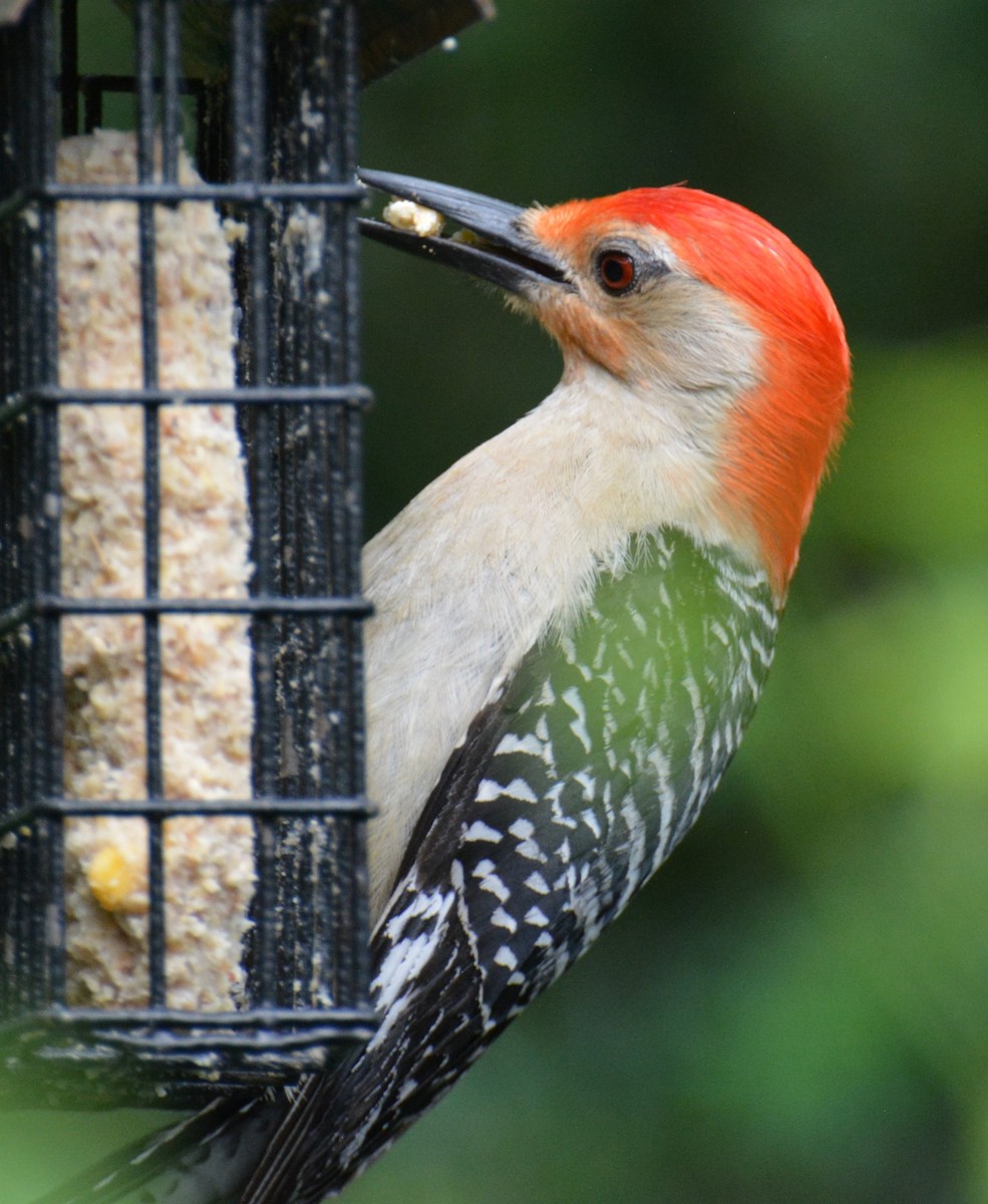 Red-bellied Woodpecker - ML620748494