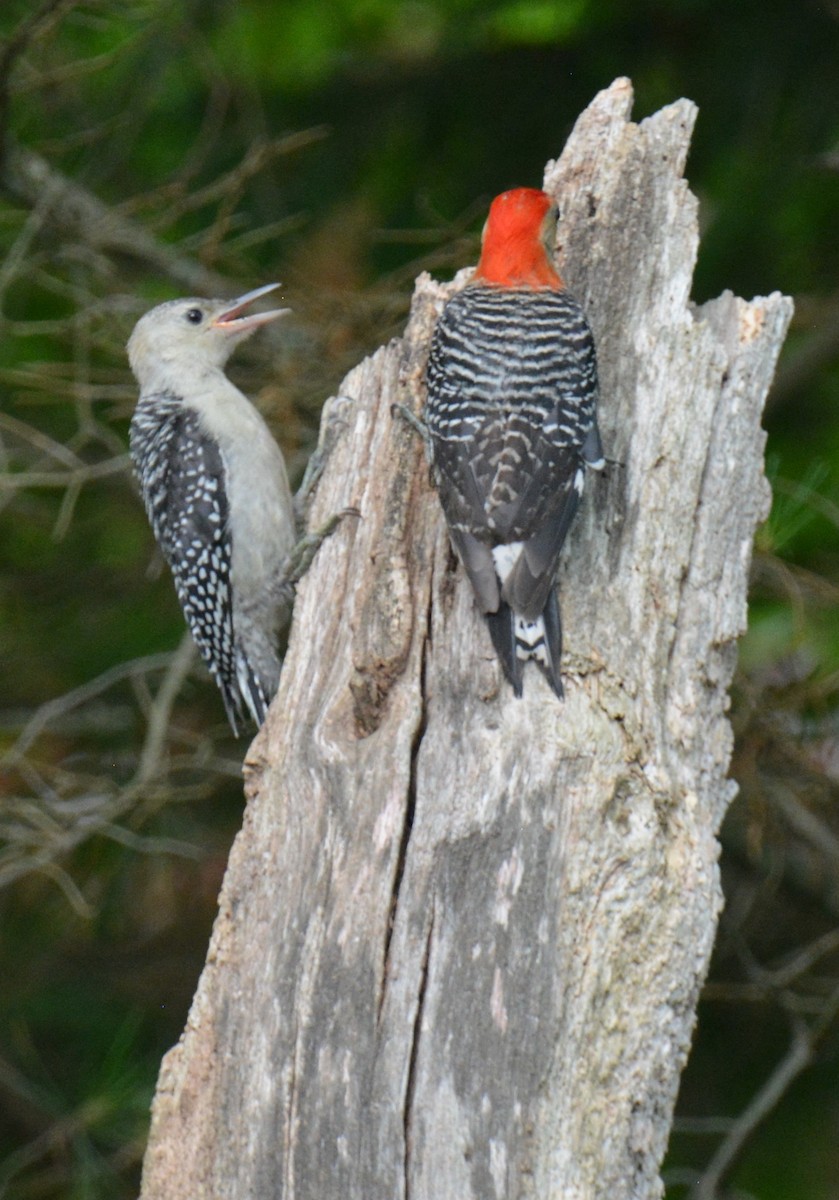 Red-bellied Woodpecker - ML620748498