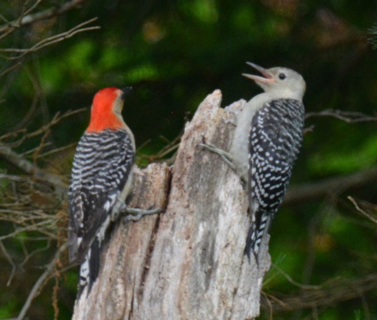 Red-bellied Woodpecker - ML620748505