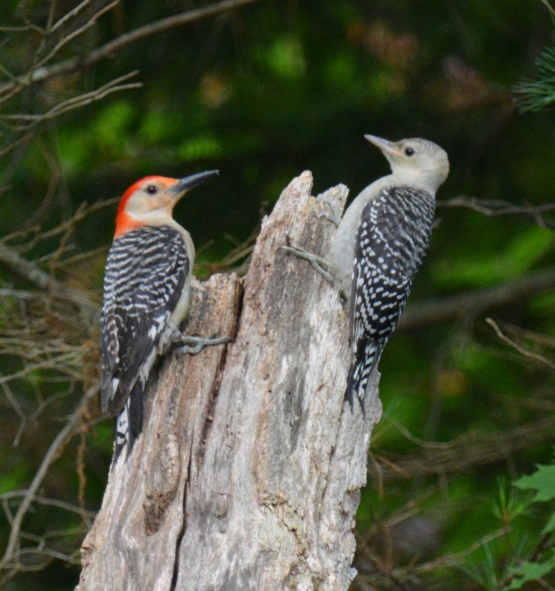 Red-bellied Woodpecker - ML620748512