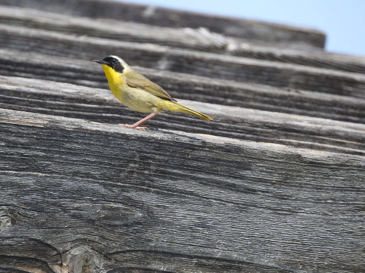 Common Yellowthroat - ML620748524