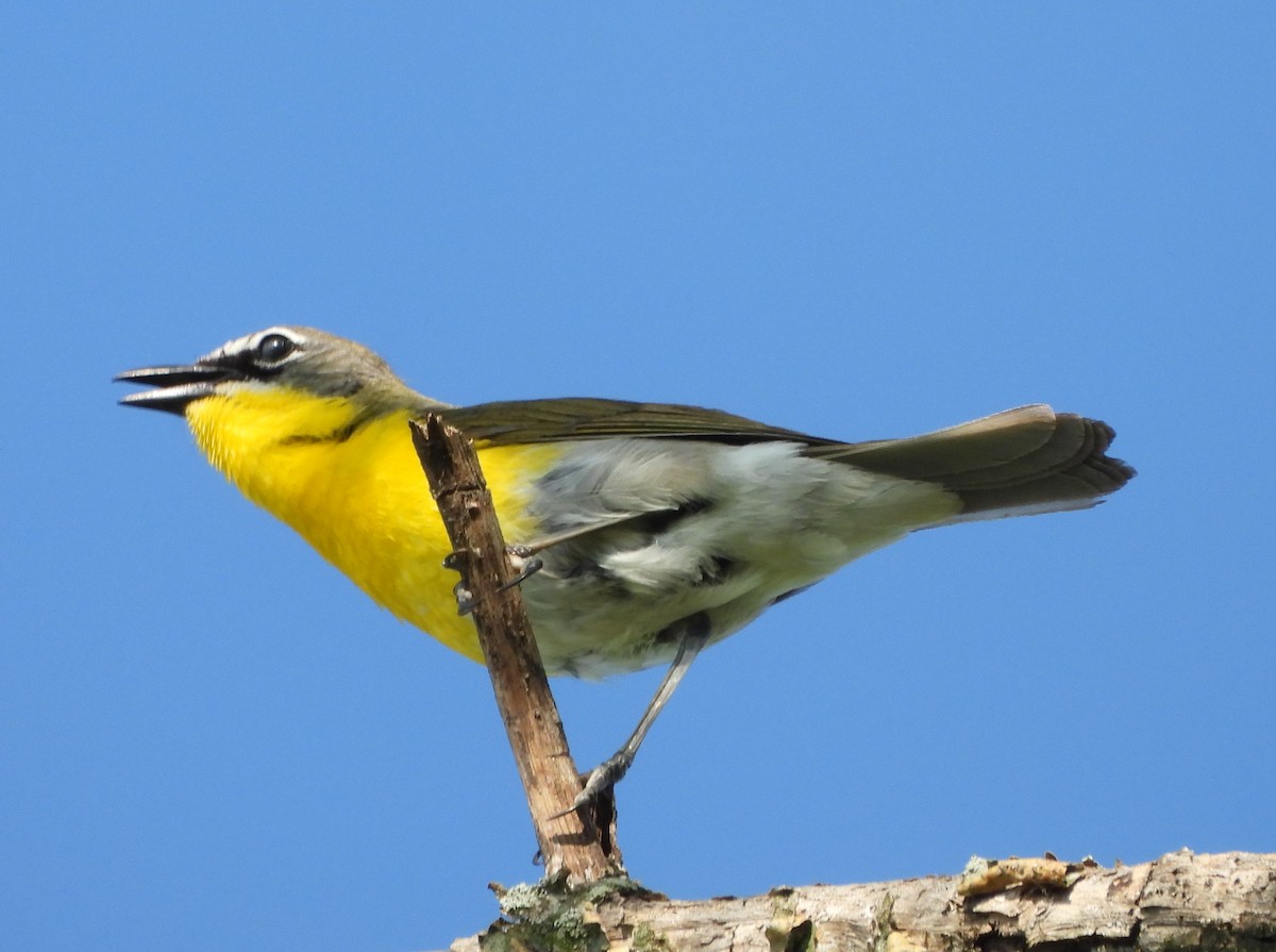 Yellow-breasted Chat - ML620748529