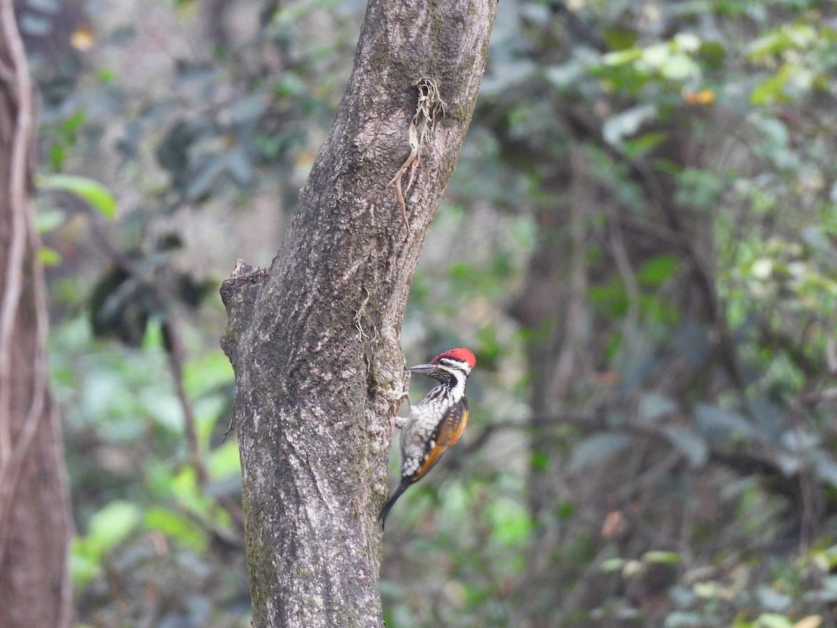 Black-rumped Flameback - ML620748543