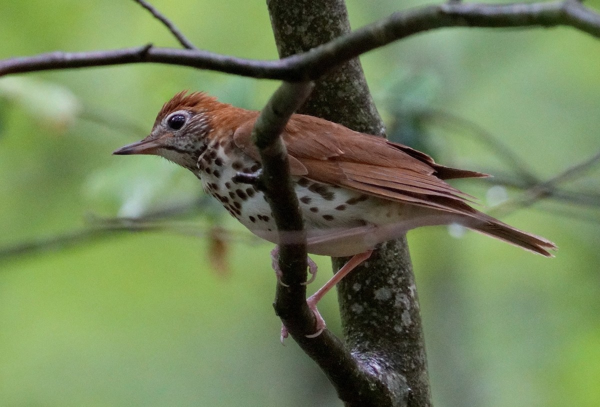 Wood Thrush - ML620748546