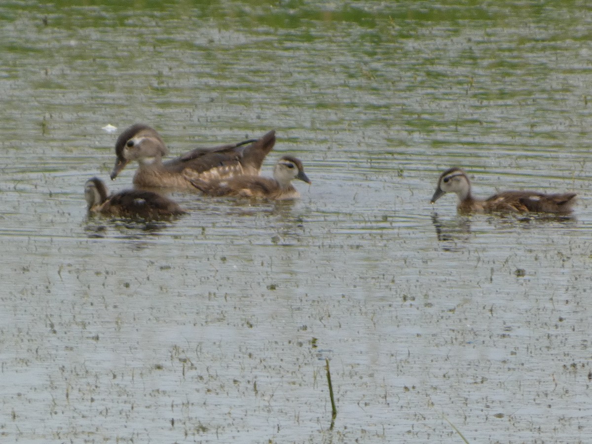 Wood Duck - ML620748548