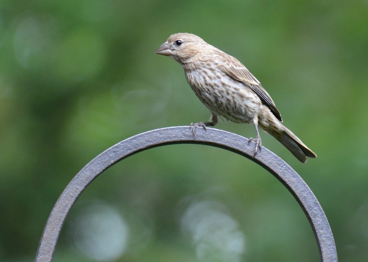 House Finch - ML620748550