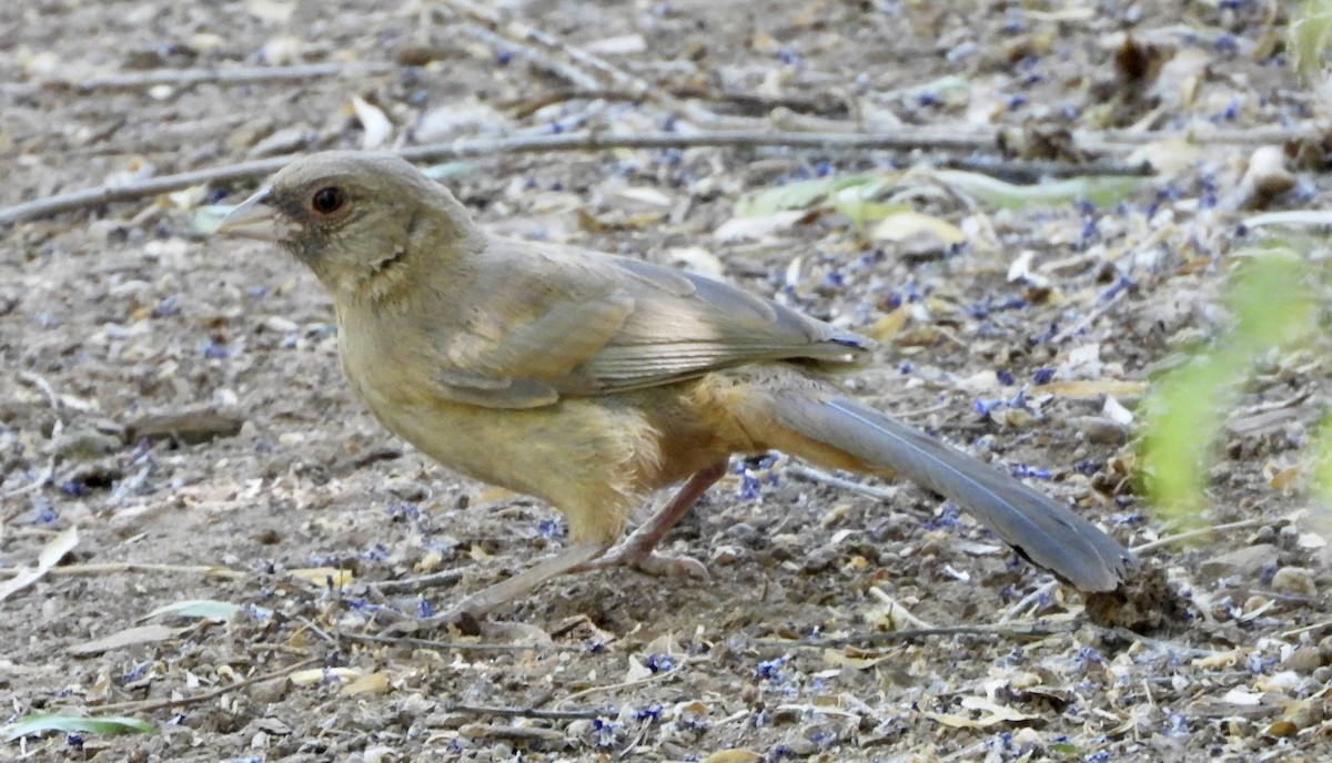 Abert's Towhee - ML620748553