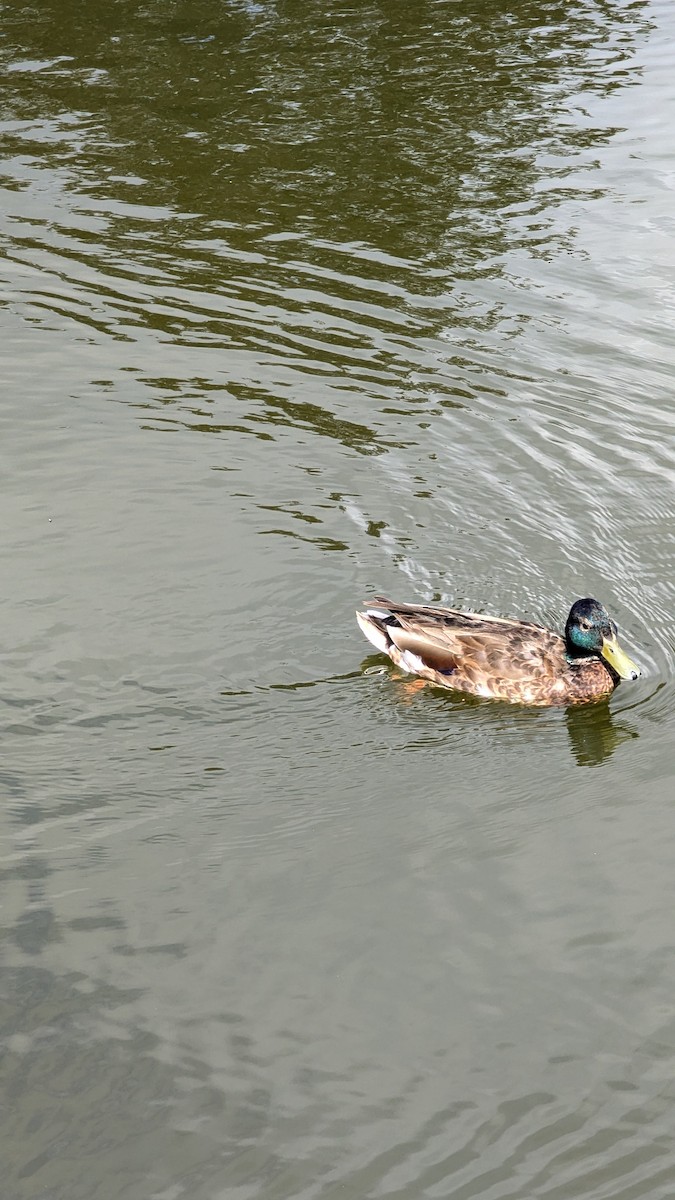 Canard colvert - ML620748561