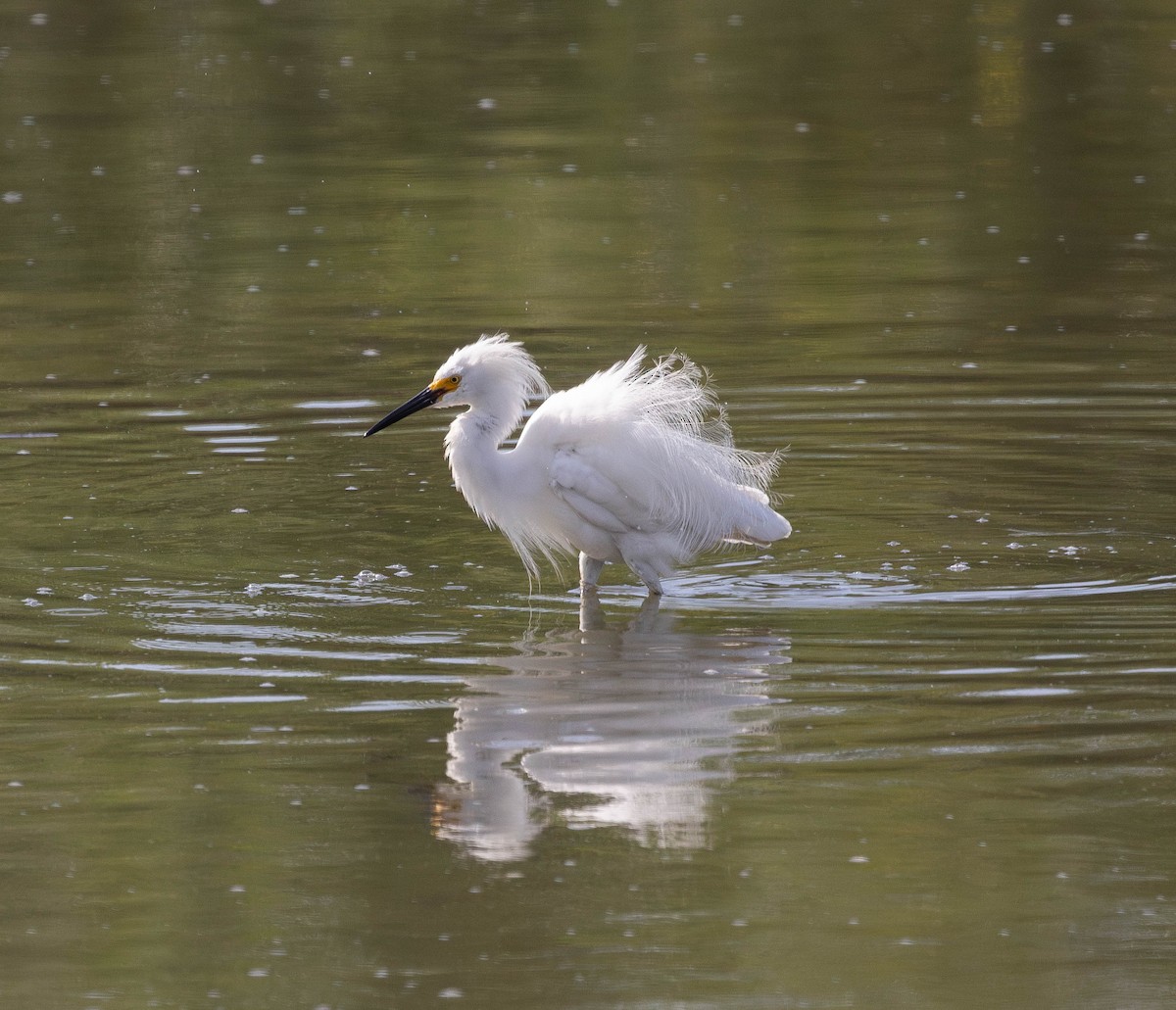 Snowy Egret - ML620748576