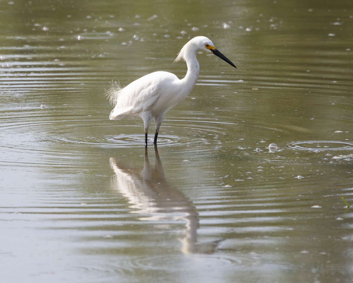 Snowy Egret - ML620748577