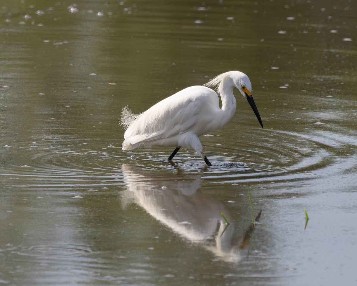 Snowy Egret - ML620748578