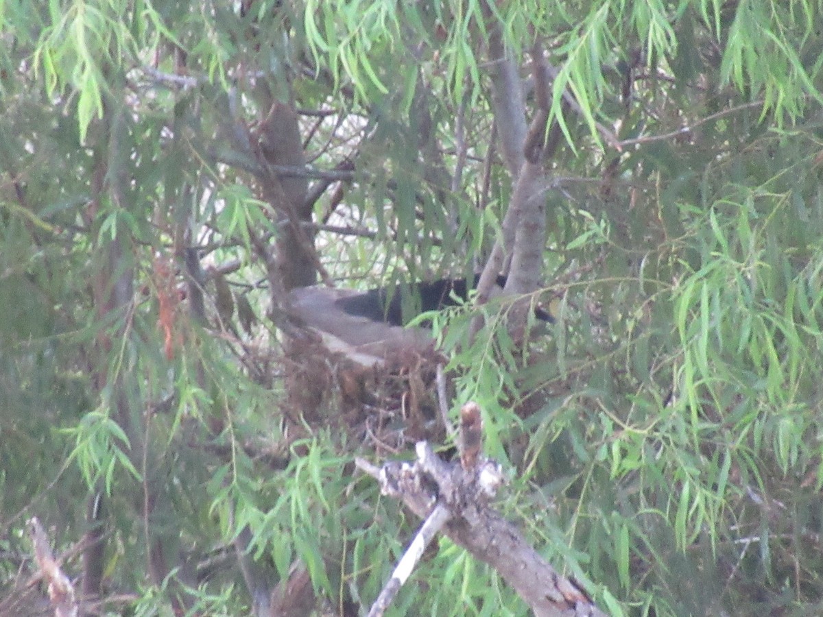 Black-crowned Night Heron - Cristina Armas