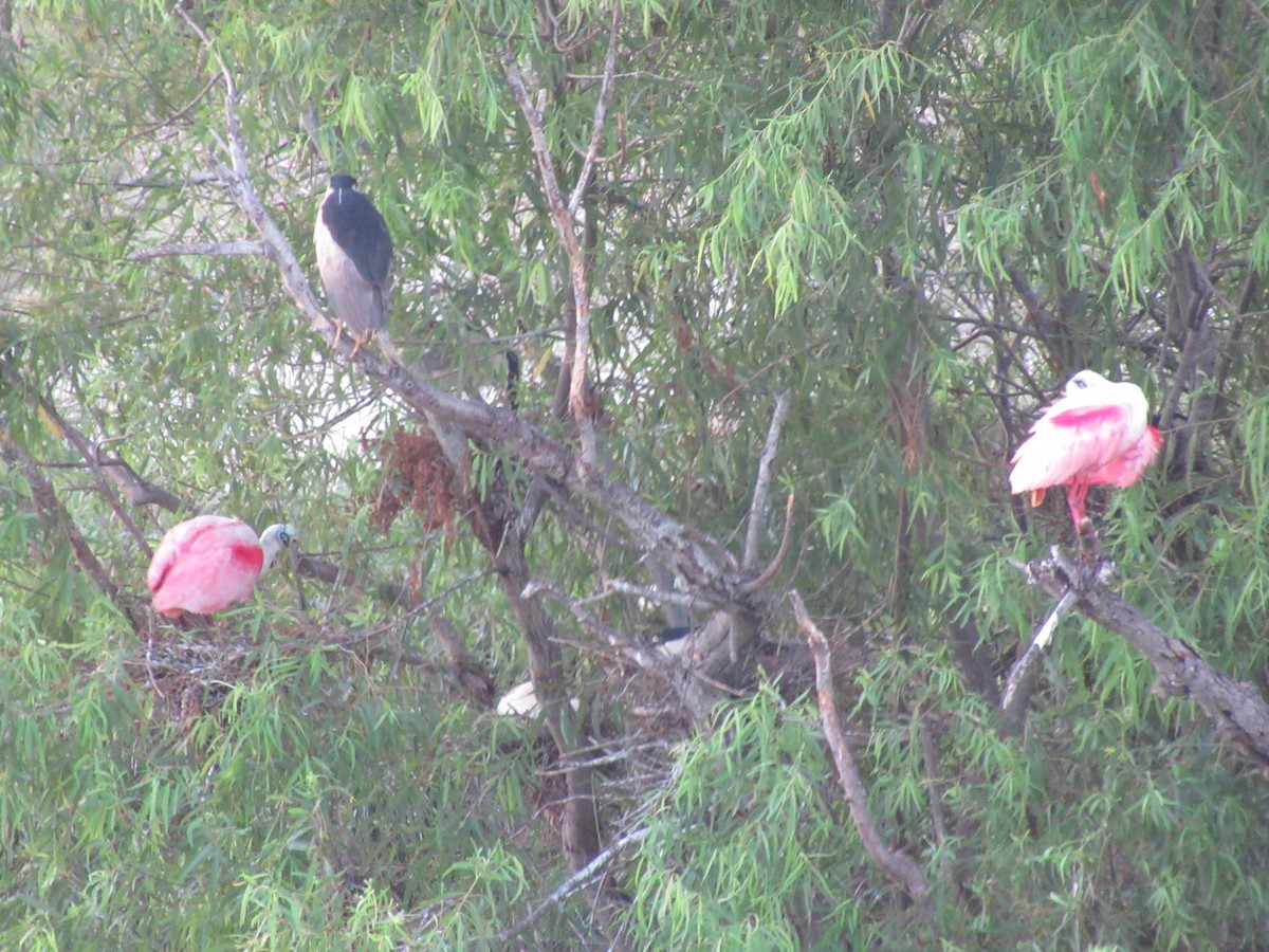 Black-crowned Night Heron - ML620748606