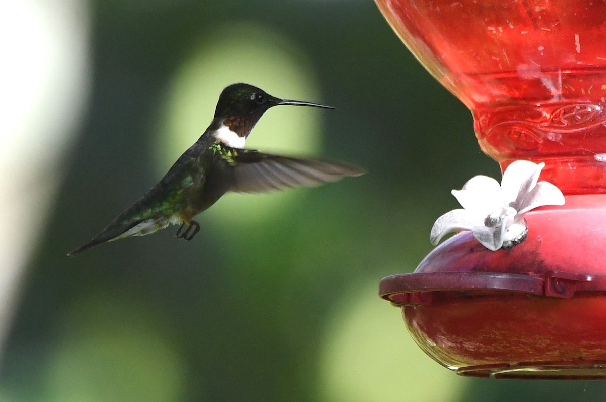 Ruby-throated Hummingbird - ML620748611