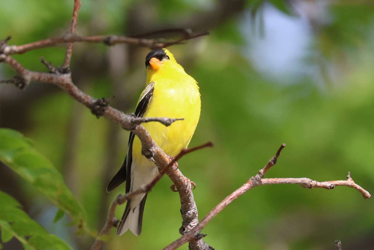 American Goldfinch - ML620748616