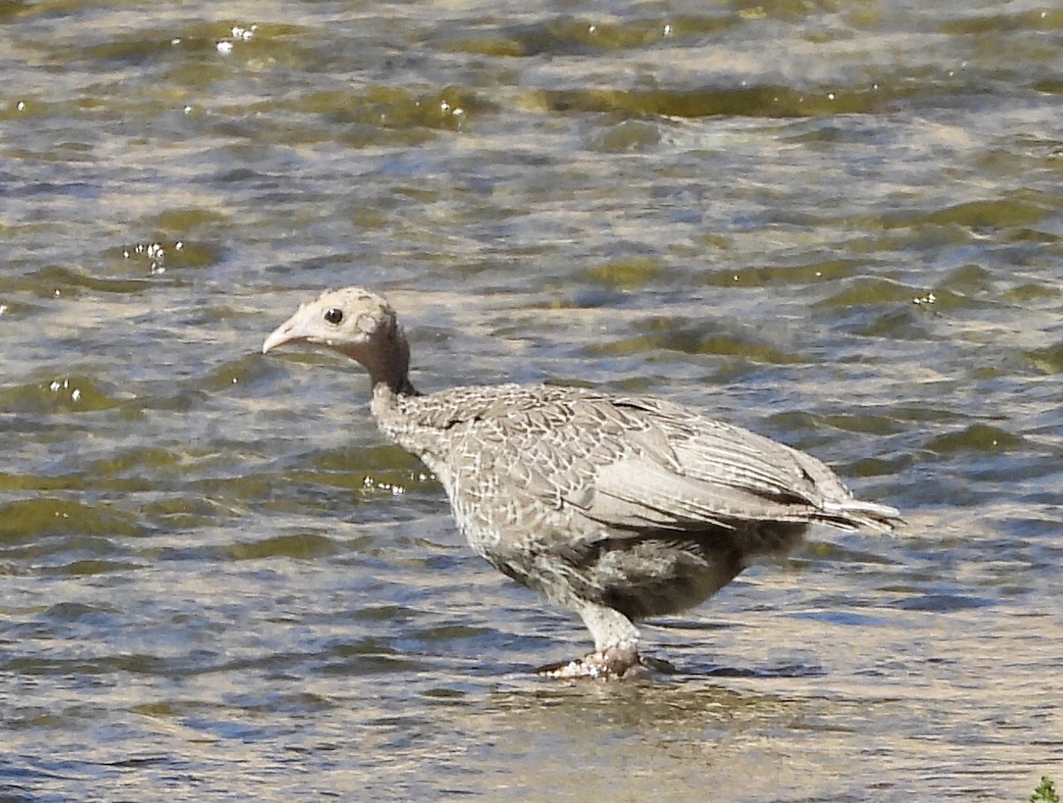 Guajolote Gallipavo - ML620748618