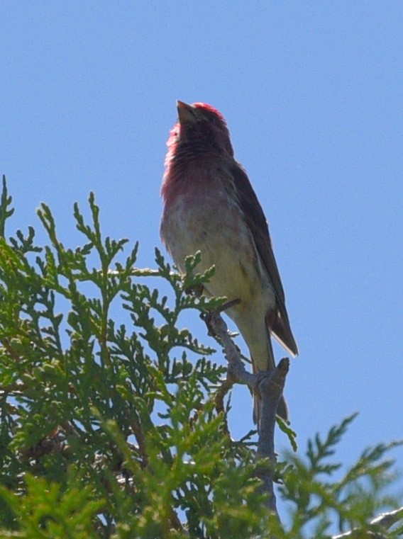 Purple Finch - ML620748620