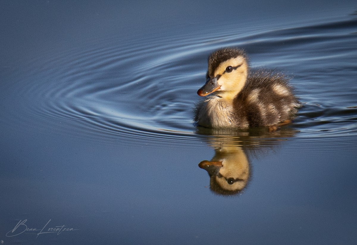 Canard colvert (forme domestique) - ML620748621