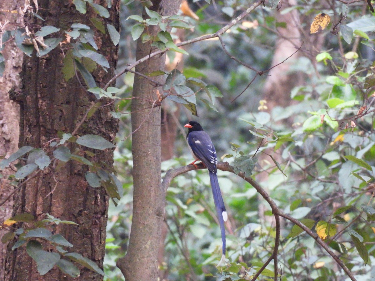 Red-billed Blue-Magpie - ML620748622