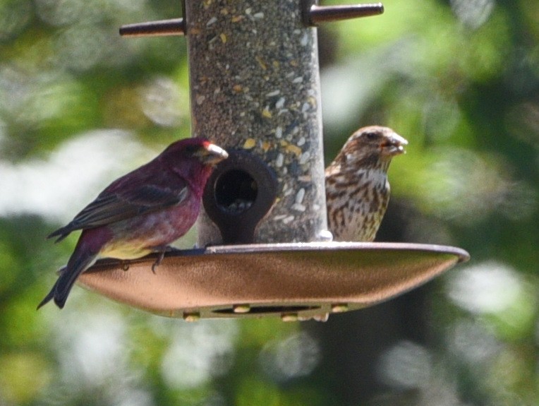 Purple Finch - ML620748623