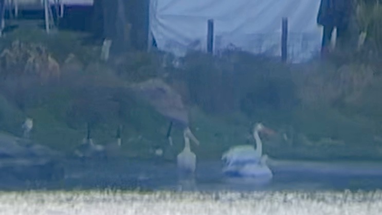 American White Pelican - ML620748625